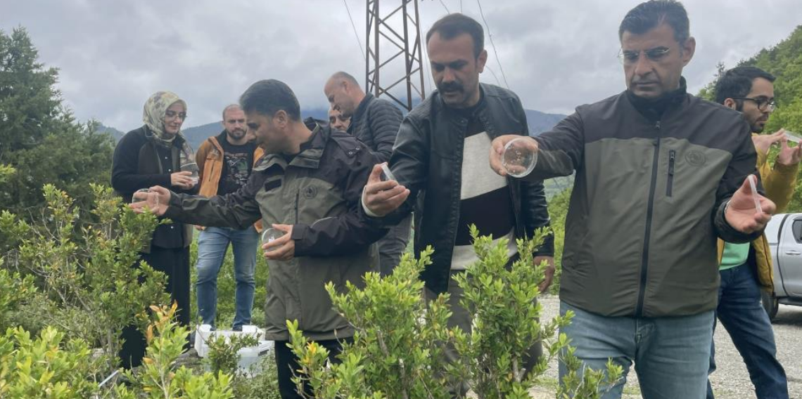 Artvin’de şimşir güvesine karşı biyolojik mücadele sürüyor
