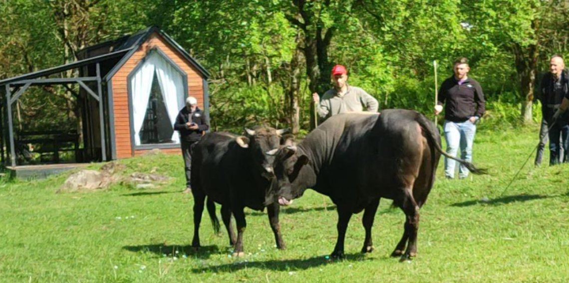 Rize'de boğalar arenaya hazırlanıyor