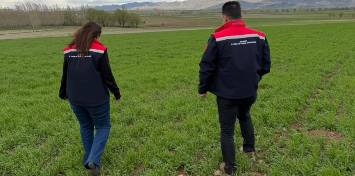 Aydıntepe’de hububat tarlalarına yakın takip. Hastalık ve zararlı kontrolü yapıldı