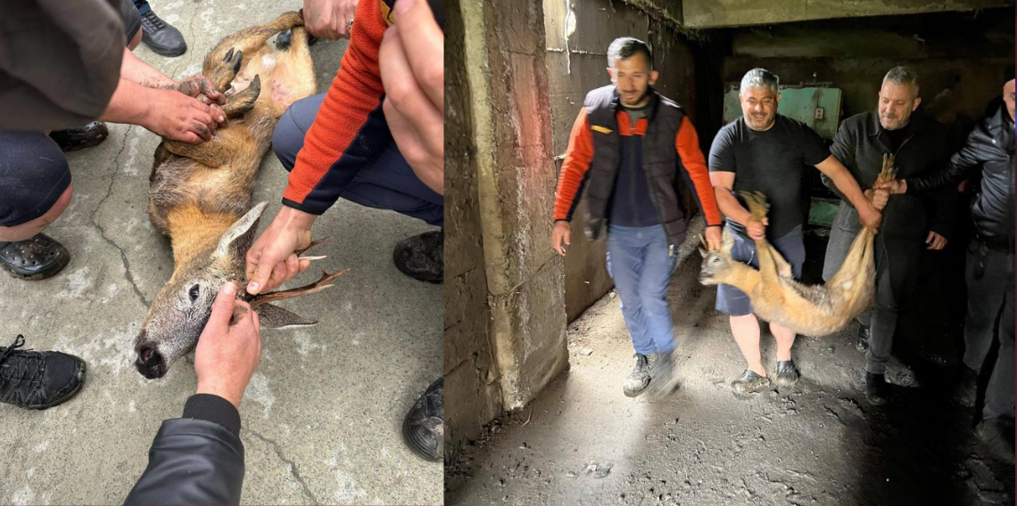 Artvin Arhavi’de yürek ısıtan anlar, Derede mahsur kalan karaca kurtarıldı