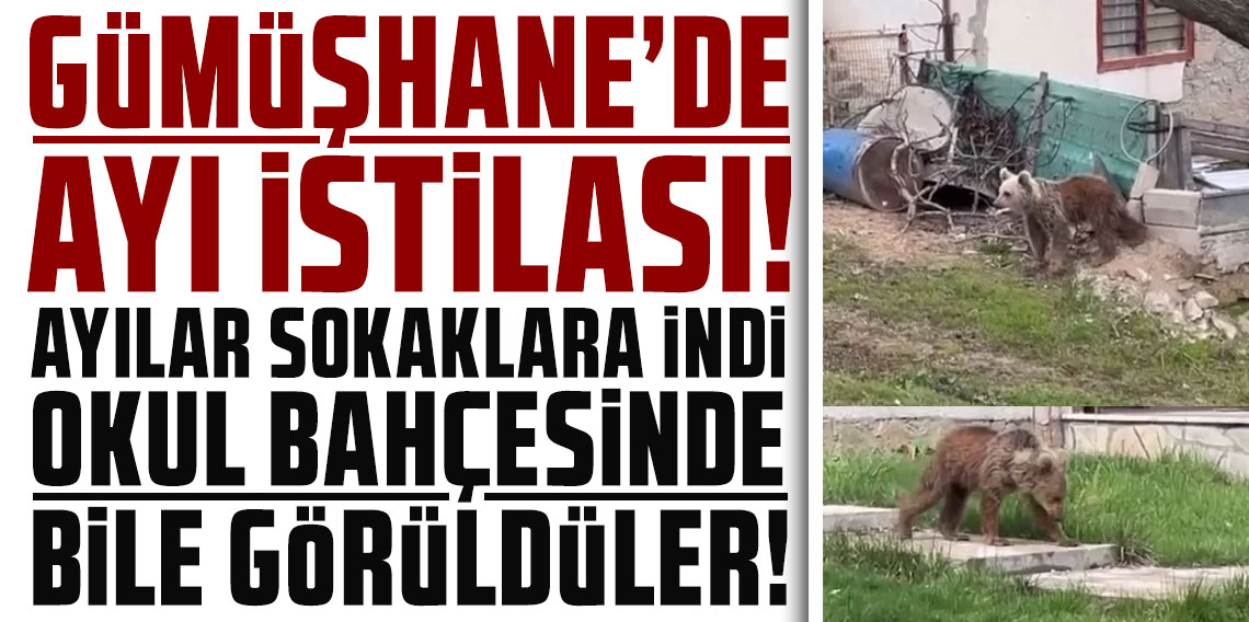Gümüşhane'de ayılar yaylalardan sonra köyleri mesken edindi: Vatandaşlar tedirgin