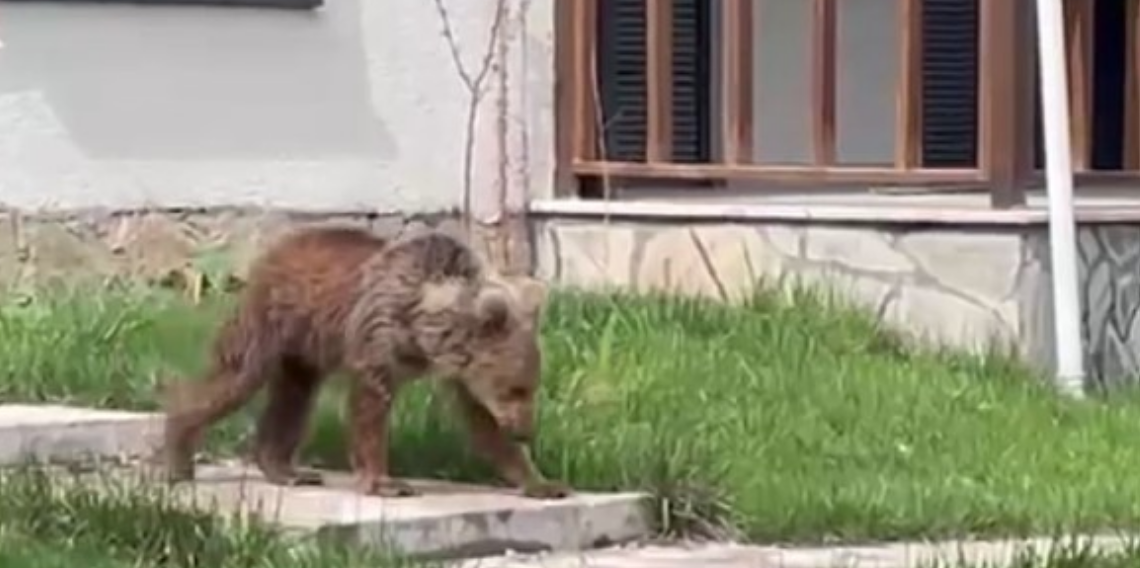 Gümüşhane'de ayılar yaylalardan sonra köyleri mesken edindi: Vatandaşlar tedirgin