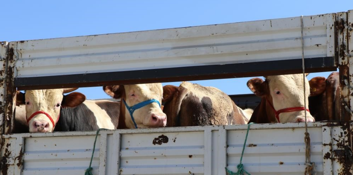 Bayburt’ta kurbanlık hayvan sevklerine sıkı denetim uyarısı
