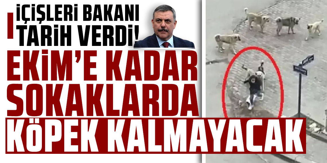 Mustafa Çiftçi açıkladı: Ekim'e kadar sokaklarda sahipsiz hayvan kalmayacak