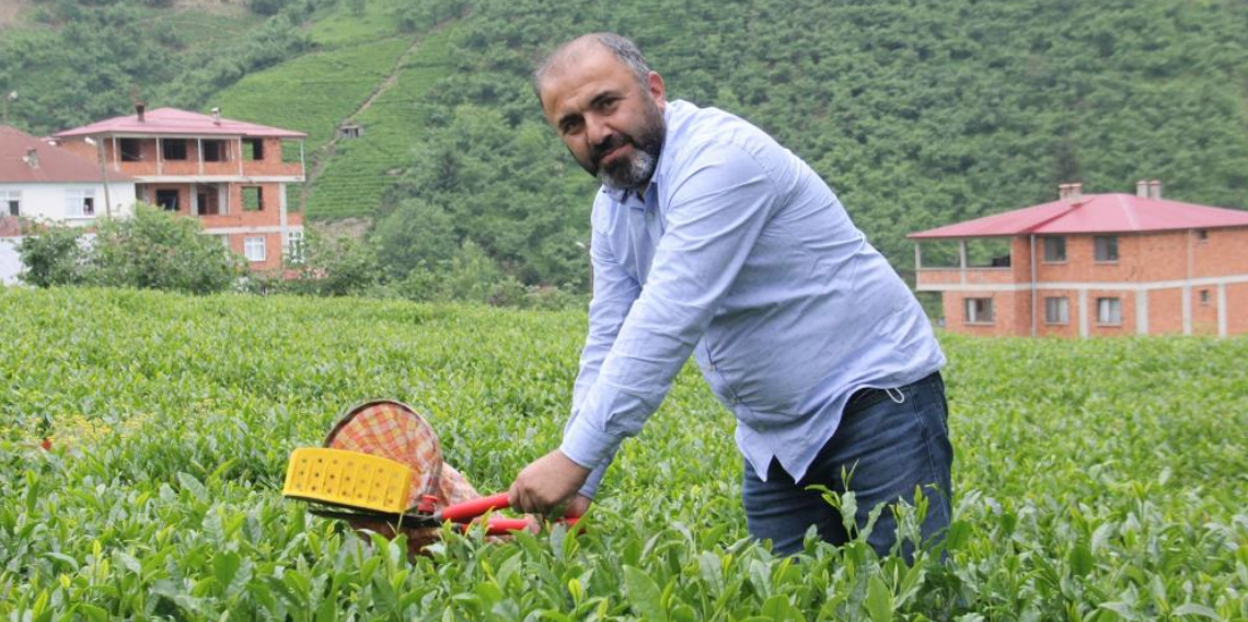 Yaş Çay Fiyatı Artınca Gözler Kuru Çaya Çevrildi! Üreticiler Zam Bekliyor