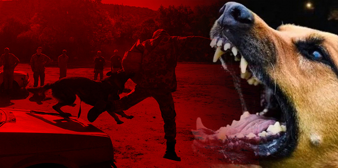 Romanya'da son üç yılda 64 bin köpek itlaf edildi