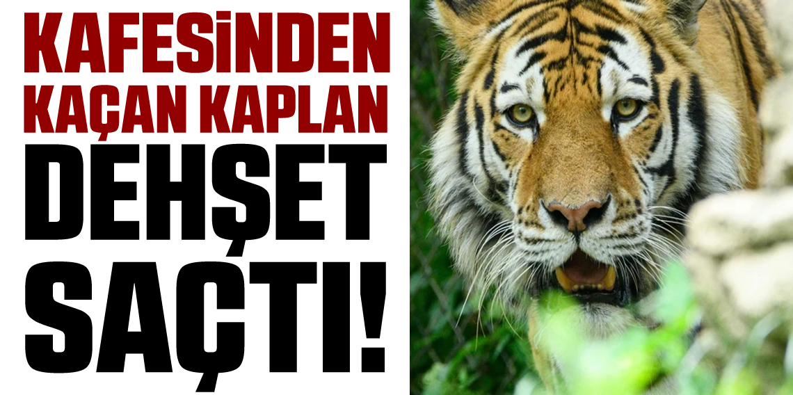 Hayvanat bahçesinde kaplan dehşeti