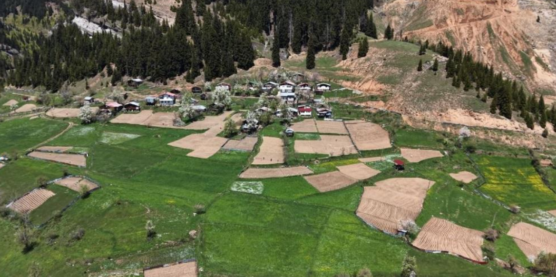 Artvin'de 1400 rakımda imece usulü doğal tarım