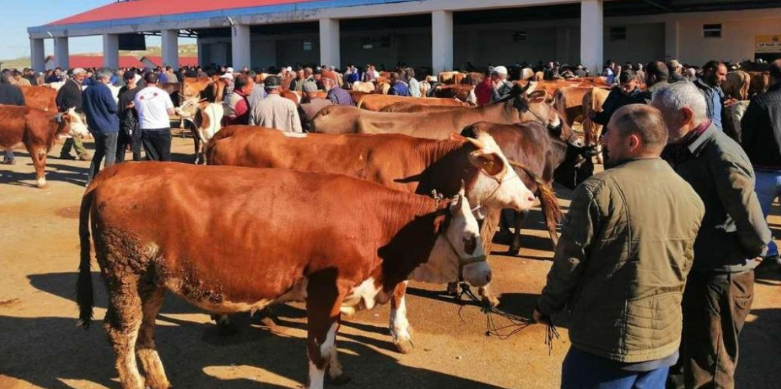 Bayburt'ta kurbanlık satışları bugün başladı