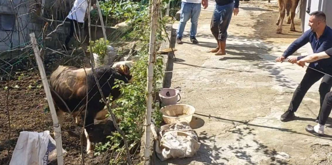 Rize’de kaçan kurbanlık boğa kısa süreli paniğe neden oldu