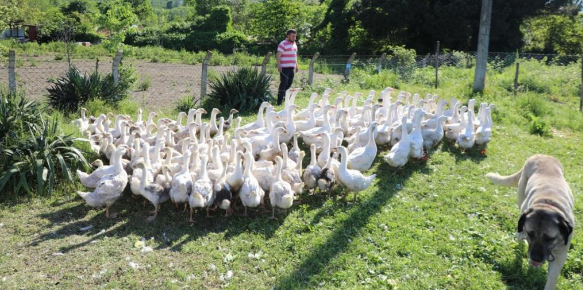 Ordu’da kaz bereketi