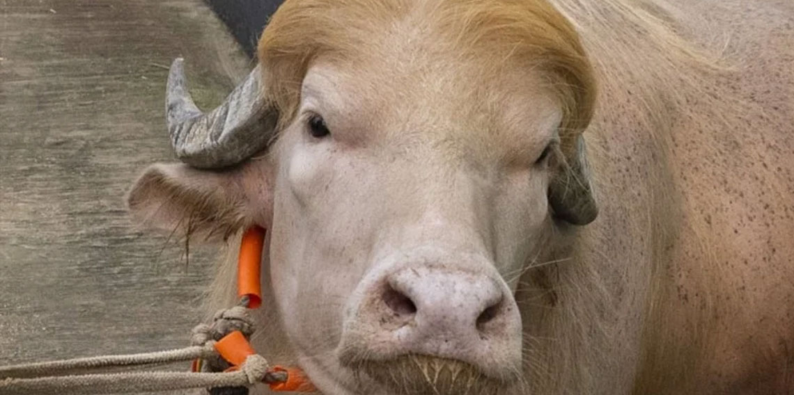 Bangladeş'teki Donald Trump lakaplı albino manda yoğun ilgi görüyor