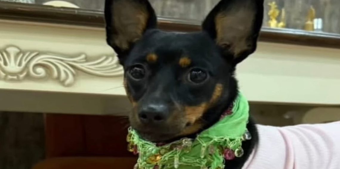Trabzon'da bir vatandaş köpeğini kaybetti