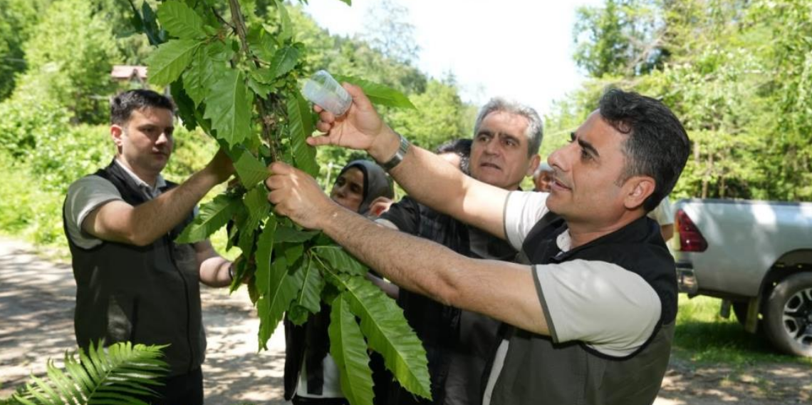 Kestane ormanlarını korumak için 5 bin samuray arısı doğaya salındı