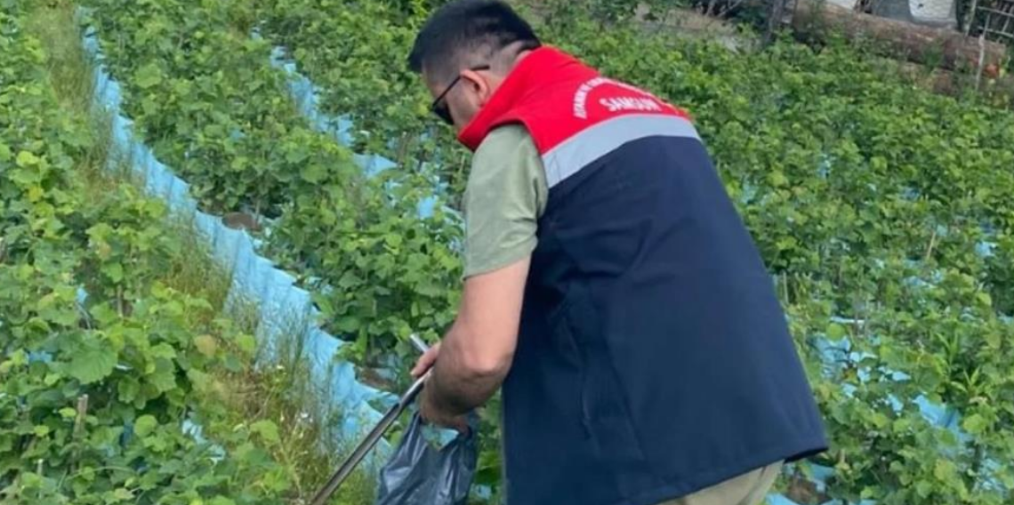 Samsun'da fidancılık işletmeleri mercek altında