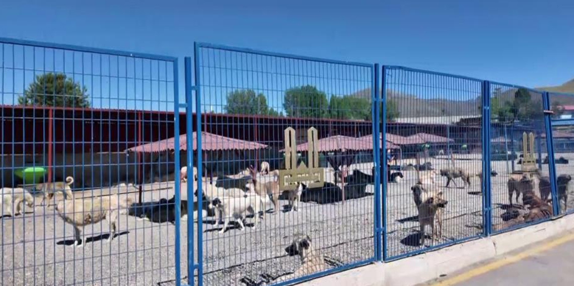 Çiftçi'nin Erzurum'daki sokak köpeği başarısı Türkiye'ye örnek oluyor