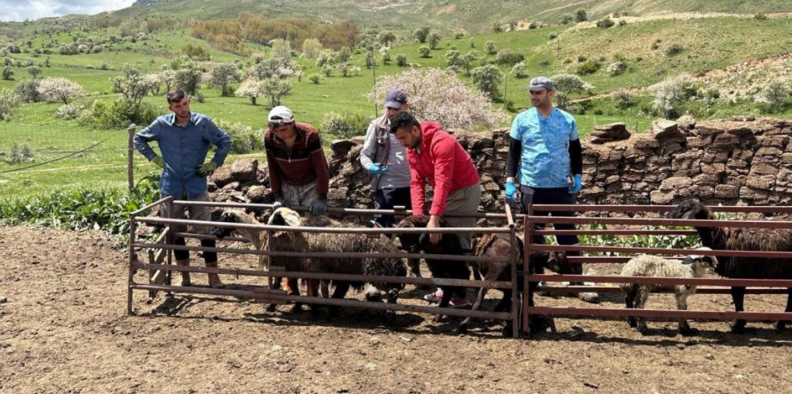 Bayburt'ta Küçükbaş Hayvanlar İçin Kimliklendirme ve Aşılama Seferberliği