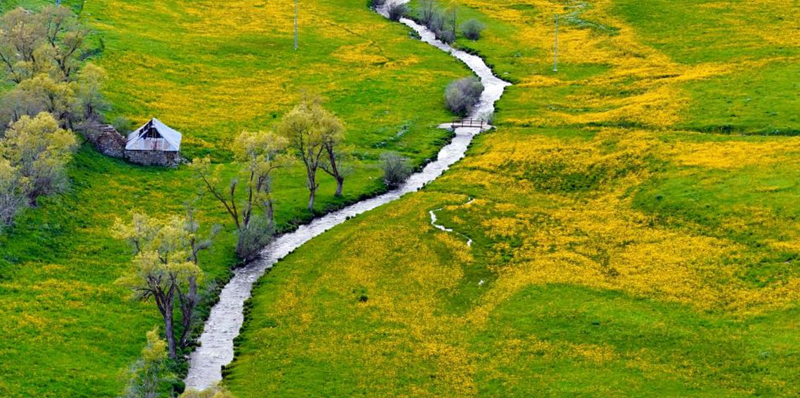 Gümüşhane'deki o vadi sarıya boyandı
