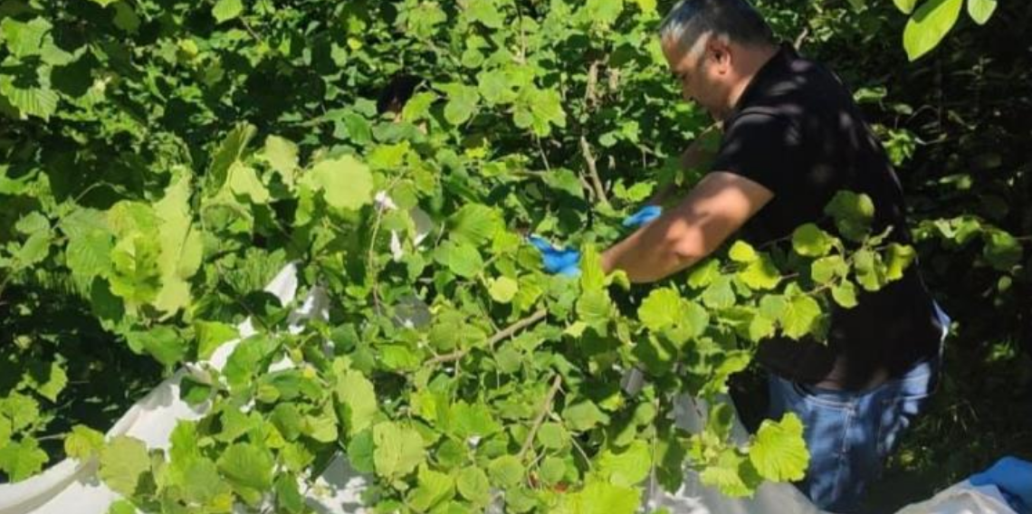 Kahverengi kokarcaya karşı samuray arısı seferberliği