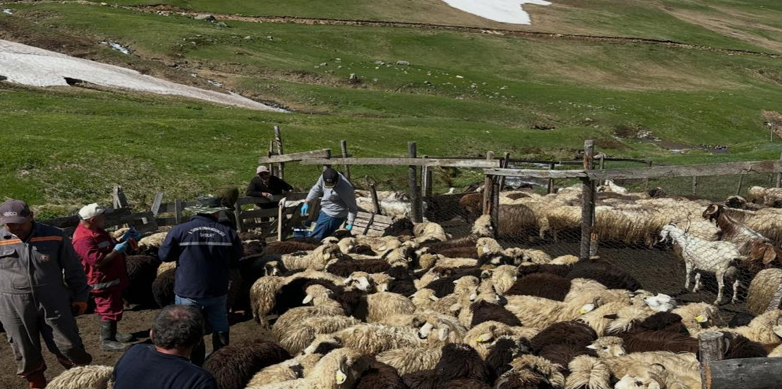 Aydıntepe’de küçükbaş hayvanlarda aşılama ve küpeleme çalışmaları sürüyor
