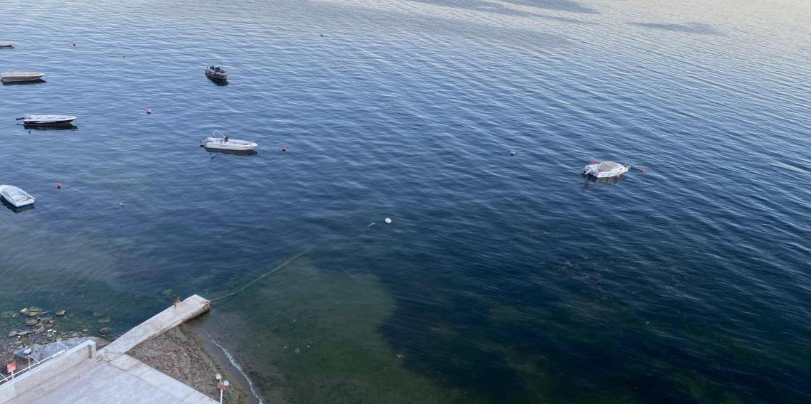 Müsilajın ardından Gemlik Körfezi'nde sevindiren görüntüler