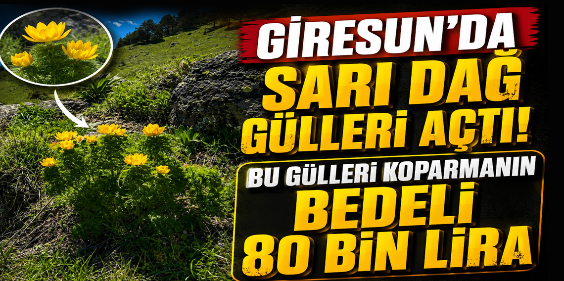 Giresun'da Sarı Dağ Gülleri çiçek açtı! Koparmanın cezası 80 bin lira