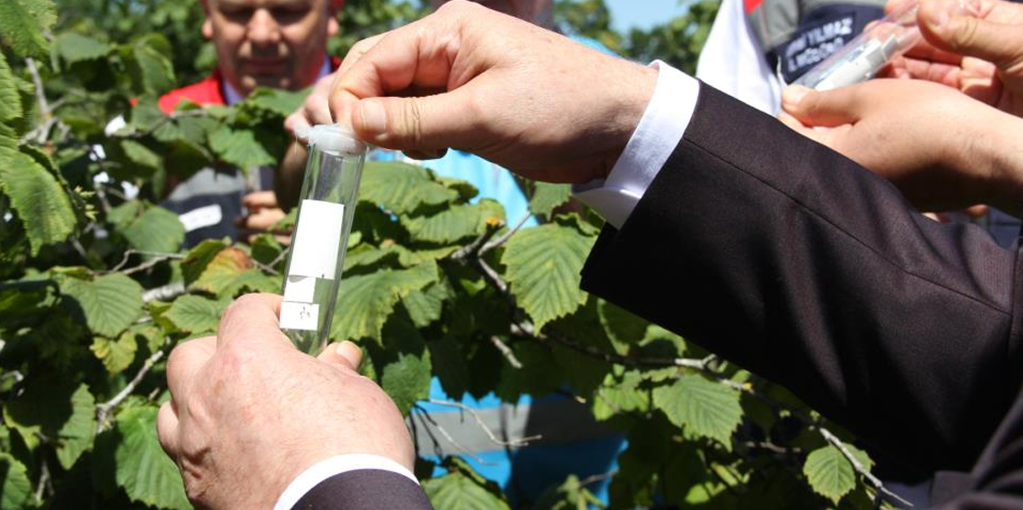 Kokarcanın sonunu samuray arısı getirecek: 1,65 milyonluk biyolojik savaş