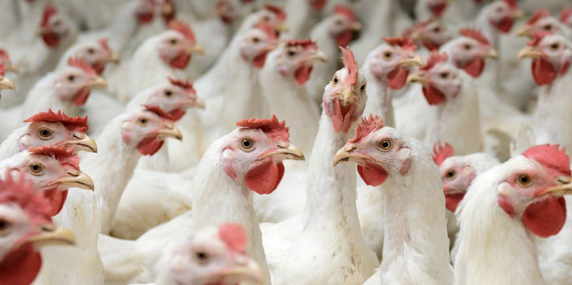 4 beyaz et şirketinin kayyum kararı iptal edildi!