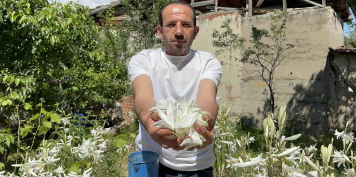 Koruma altında olan akzambaklardan elde edilen yağının litre fiyatı 5 bin Euro'yu aştı