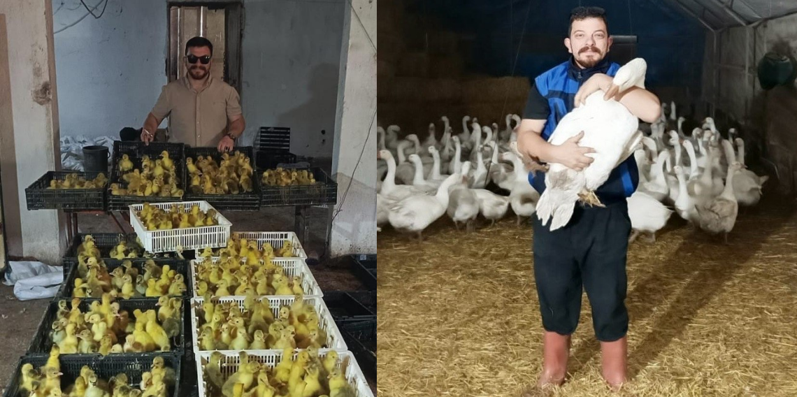 Kaz yetiştiriciliğinde Samsun modeli: