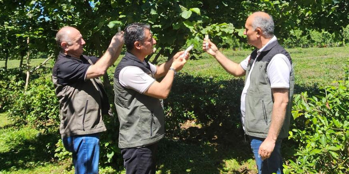 Kahverengi kokarca ile mücadelede 11 bin samuray arıcığı salındı