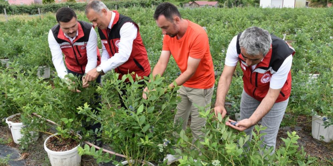 Ordu’da maviyemiş hasadı başladı