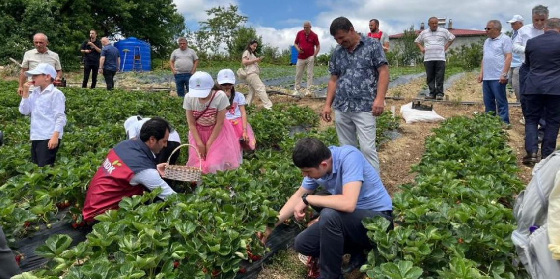 Alaçam Dürtmen Yaylası'nda çilek hasadı başladı: Yayla çileği aromasıyla dikkat çekiyor