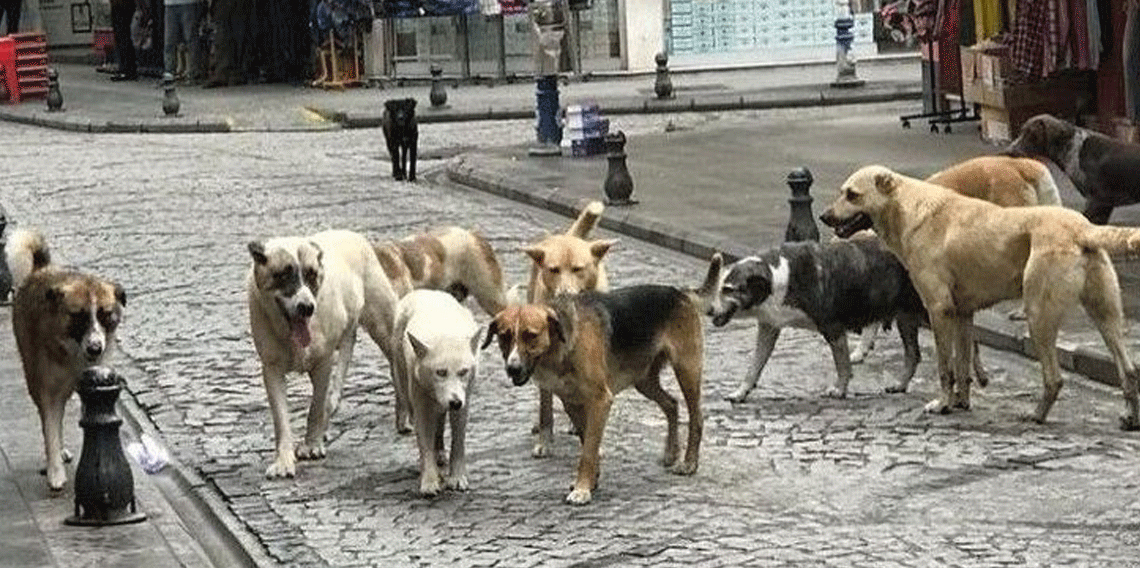 Soğuksu Milli Parkı'nda yaban hayatına başıboş köpek tehdidi