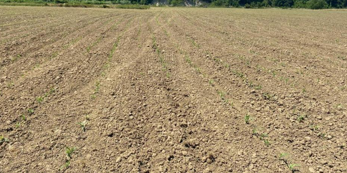 Sinop'ta mısır tarlalarında büyük zarar