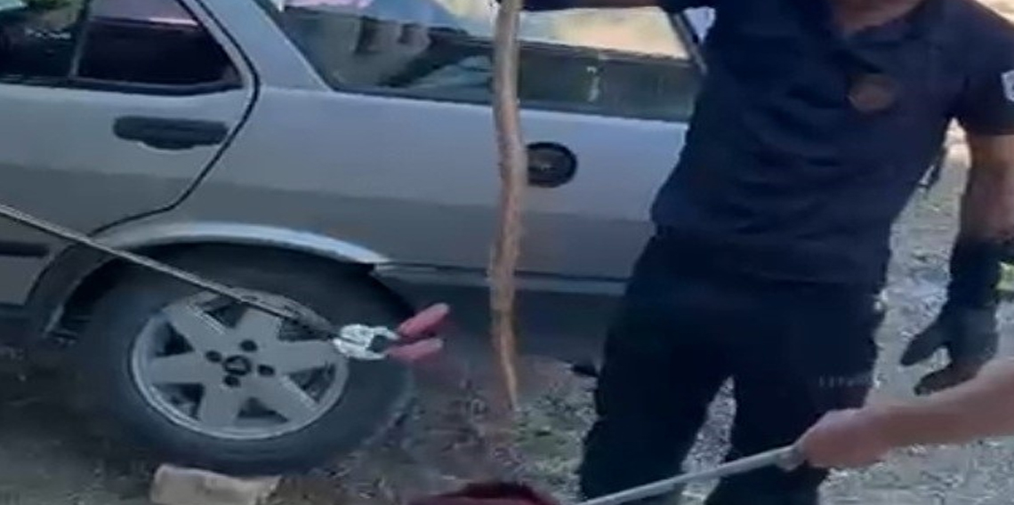 Park halindeki otomobile giren yılan paniğe neden oldu