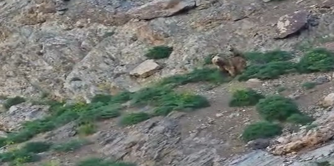 Cennet Cehennem Vadisi'nde ayı ve yavrusu görüntülendi