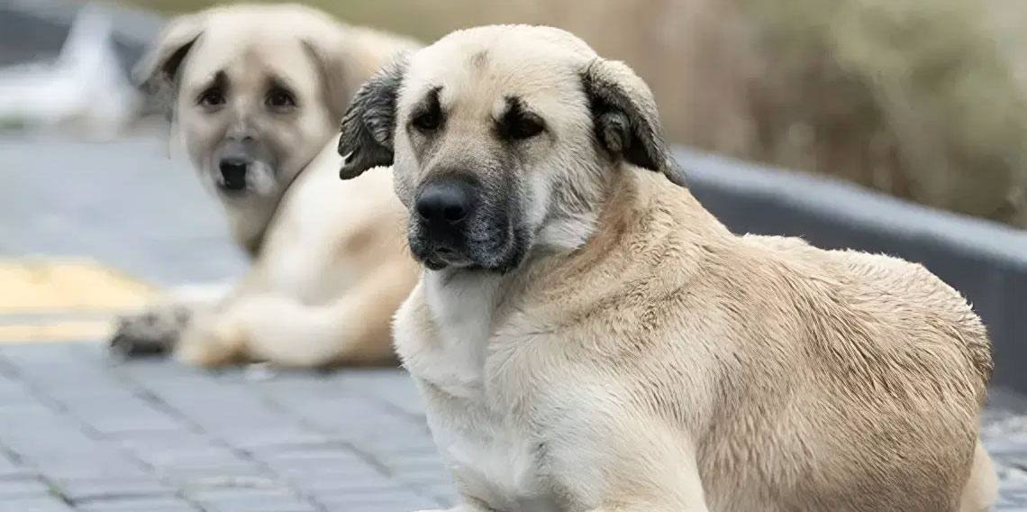 İçişleri Bakanlığı'ndan Sokak Köpekleri Açıklaması: 3 Belediye Başkanı Hakkında Soruşturma İzni