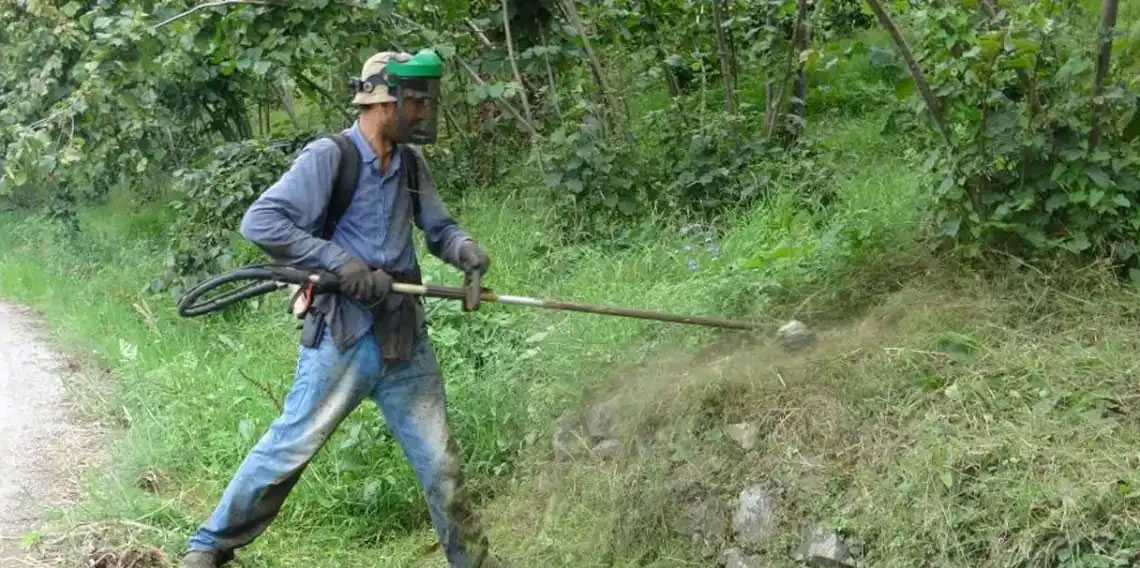 Giresun'da fındık üreticisini yağış vurdu! Ot temizliği maliyeti ikiye katlandı