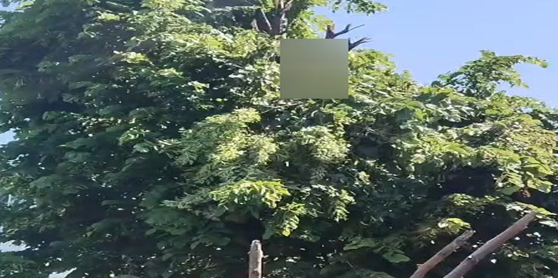 Rize'de ıhlamur toplarken elektrik akımına kapılan vatandaş hayatını kaybetti