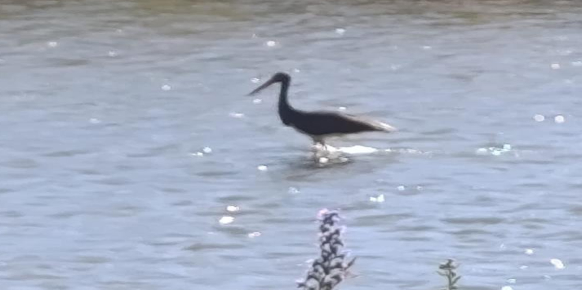 Çoruh Nehri'nde balık avlayan kara leylek kamerada