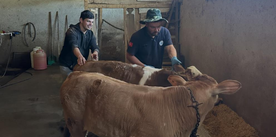 Bayburt Aydıntepe'de buzağı küpeleme ve aşılama çalışmaları tamamlandı