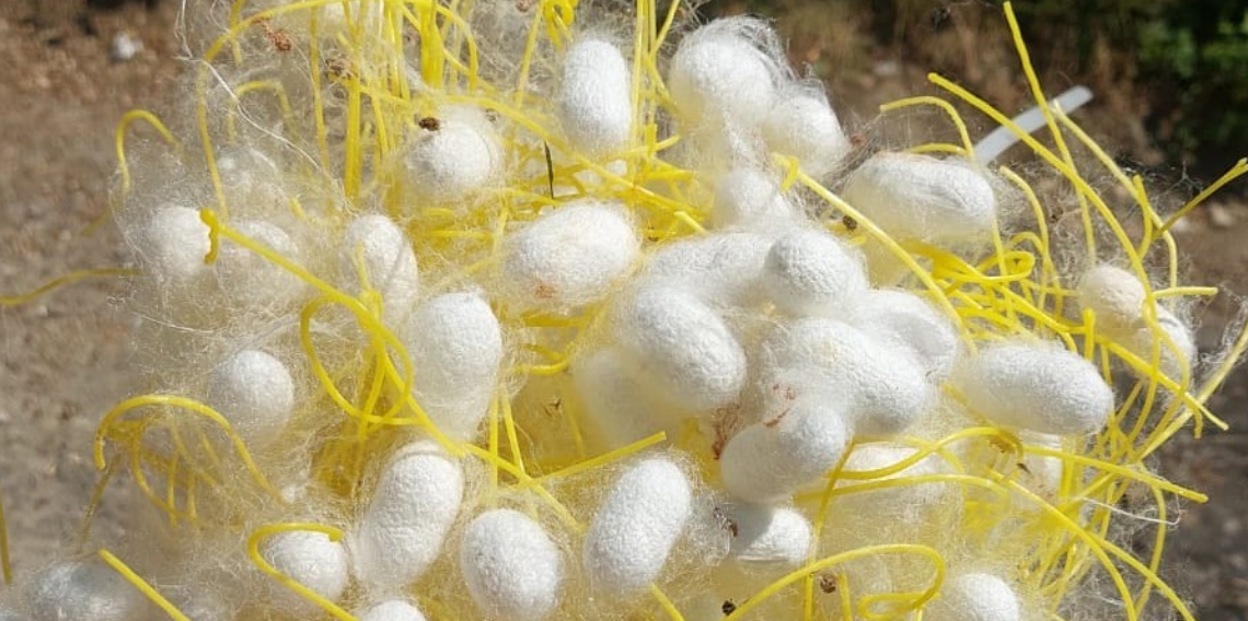 İpek böceği üreticisinden alternatif gelir çağrısı: 
