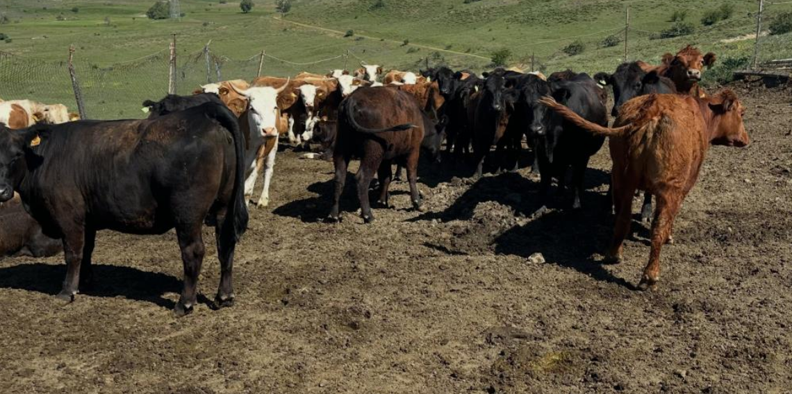 Aydıntepe'de ithal besilik sığırlarda karantina ve sağlık kontrolleri yapılıyor
