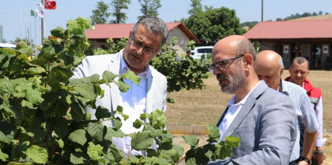 Samsun'da tarımsal üretim masaya yatırıldı! Bakanlık heyetinden saha incelemesi