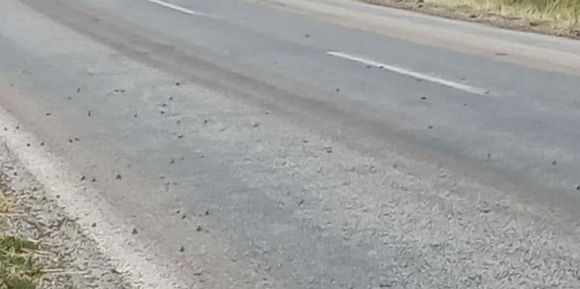 Tokat’ta binlerce kurbağa kara yolunu istila etti