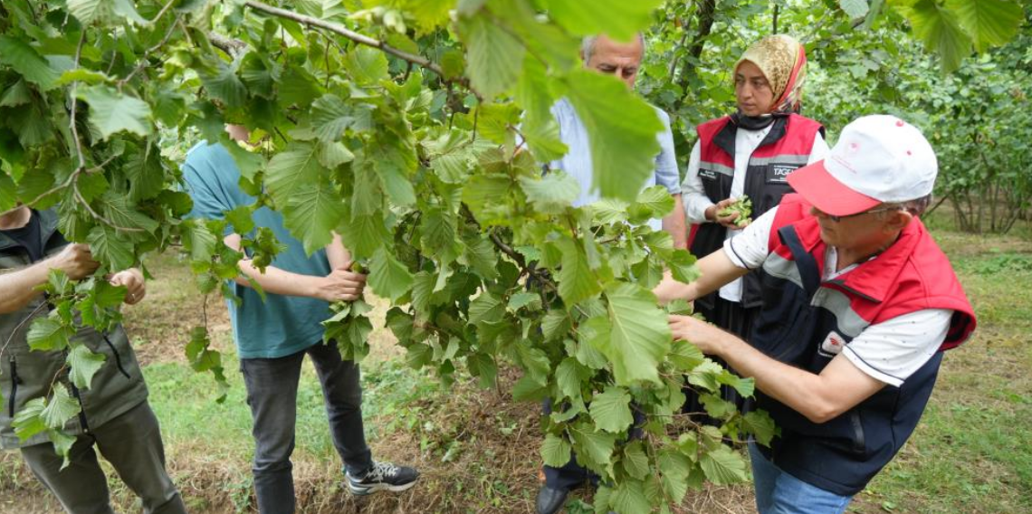 Samsun'da fındıkta rekolte mesaisi