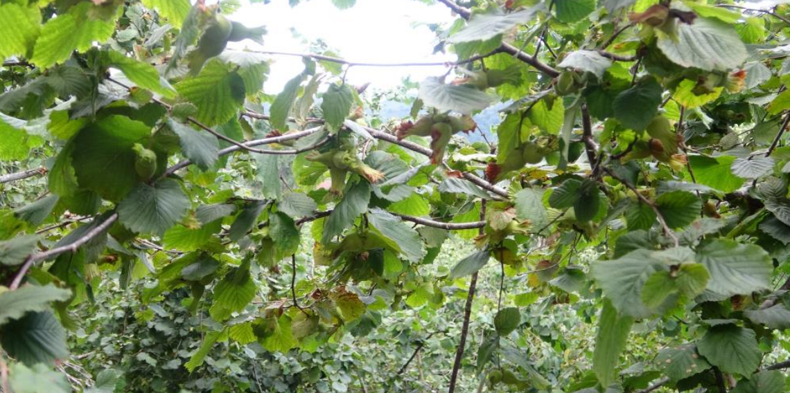 Fındıkta hasat öncesi fiyatlar geriledi, gözler alım fiyatında