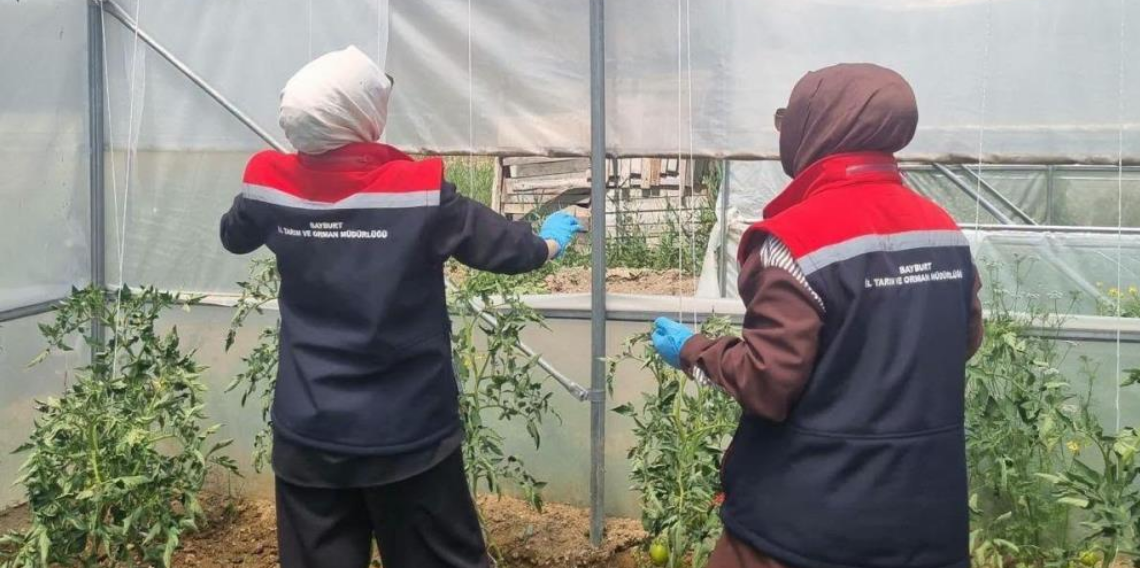 Bayburt'ta domates güvesine karşı feromon tuzaklı mücadele başladı