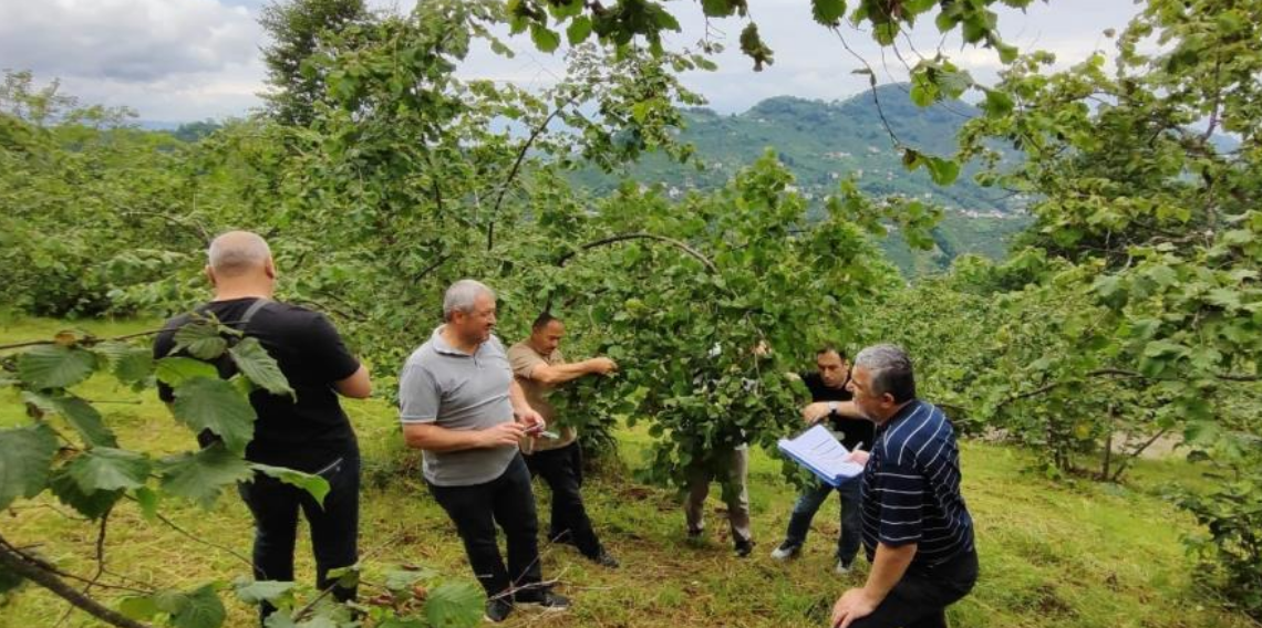 Trabzon'da 2026 fındık rekoltesi için çotanak sayımı başladı